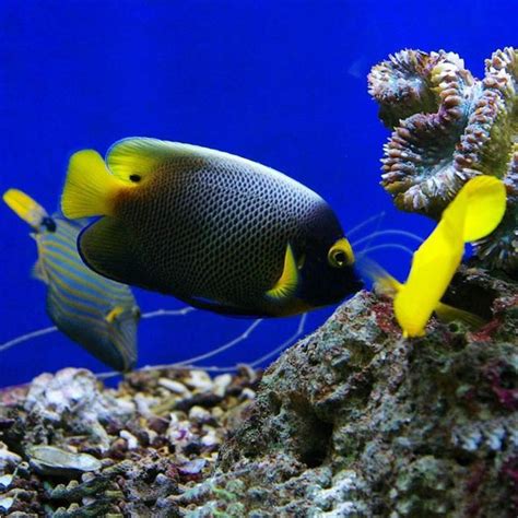 小型招財魚|養魚招財，別在猶豫了！快把財神請進門